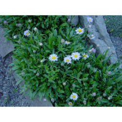 Aster andersonii - hvězdnice