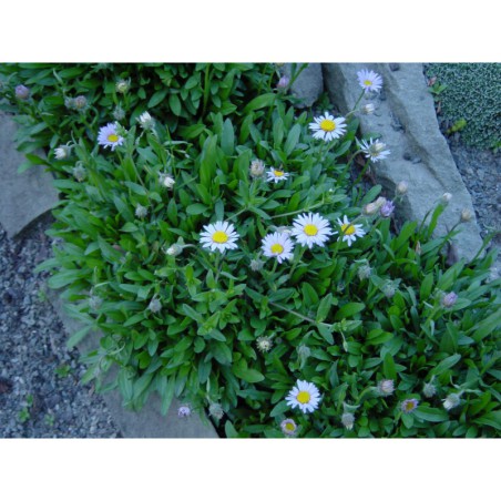 Aster andersonii - hvězdnice