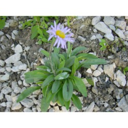 Aster nepalensis - hvězdnice