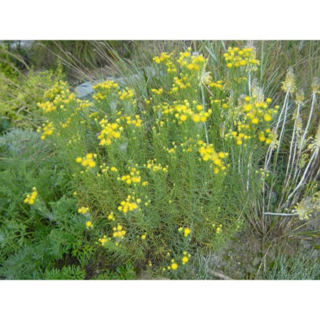 Aster lynosiris - hvězdnice zlatovlásek