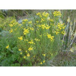 Aster lynosiris - hvězdnice zlatovlásek