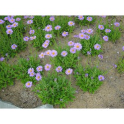 Aster tongolensis - hvězdnice