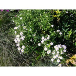 Aster dumosus Lednice - hvězdnice