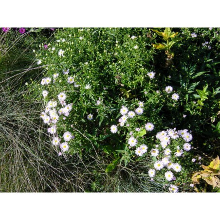 Aster dumosus Lednice - hvězdnice