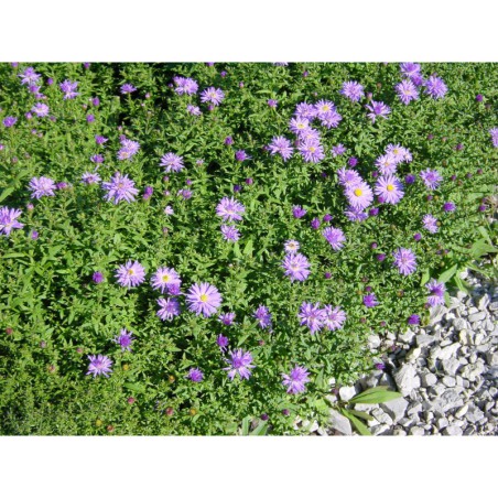 Aster dumosus Blue Bird - hvězdnice