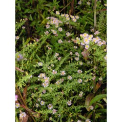 Aster ericoides Lovely - hvězdnice