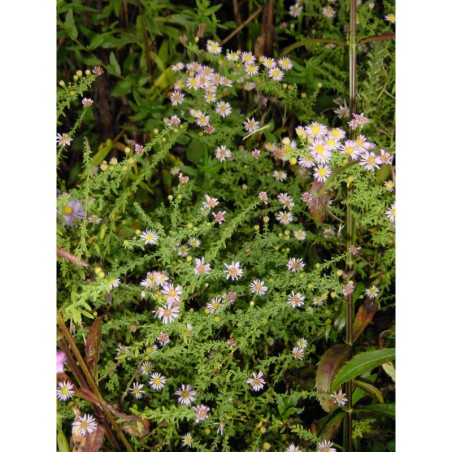 Aster ericoides Lovely - hvězdnice