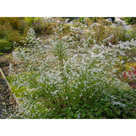 Aster ericoides Schneetanne - hvězdnice