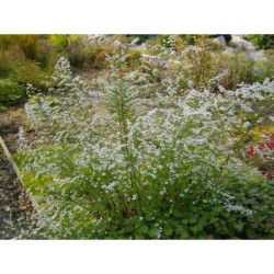 Aster ericoides Schneetanne - hvězdnice