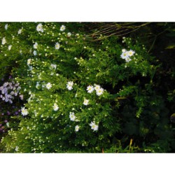 Aster novi-belgii Alba - hvězdnice