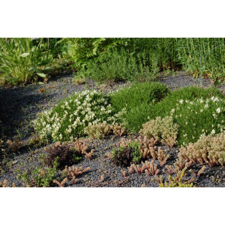 Astragalus angustifolius - kozinec