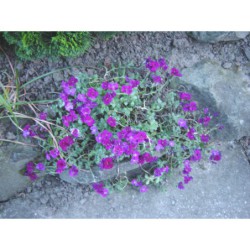 Aubrieta cult. fl.pl. - tařička