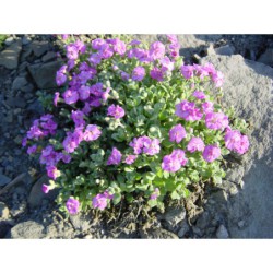 Aubrieta cult. Rosea fl.pl. - tařička