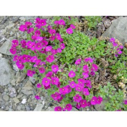 Aubrieta cult. Red - tařička