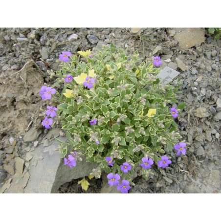 Aubrieta cul. Variegata - tařička