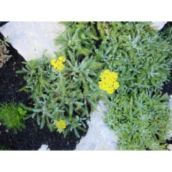 Achilea tomentosa - řebříček