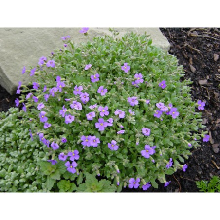 Aubrieta cul. modrá - tařička