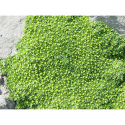 Azorella trifurcata Minima