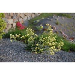 Biscutela laevigata - dvojštítek