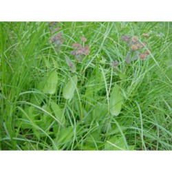 Bupleurum longifolium - prorostlík dlouholistý