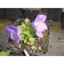 Campanula carpatica Blue - zvonek karpatský