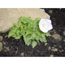 Campanula carpatica White - zvonek karpatský