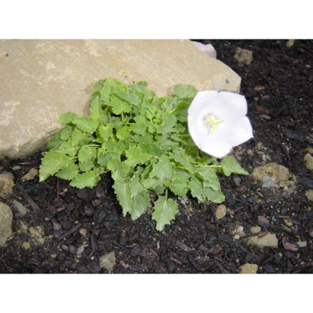 Campanula carpatica White - zvonek karpatský
