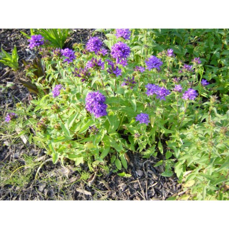 Campanula glomerata Superba - zvonek klubkatý