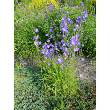 Campanula persicifolia - zvonek broskvolistý