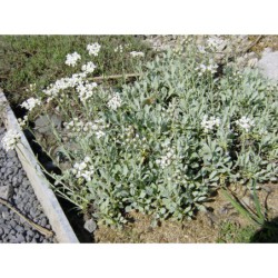 Achilea umbelata - řebříček