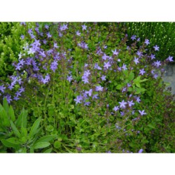 Campanula poscharskyana - zvonek