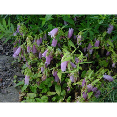 Campanula punctata - zvonek