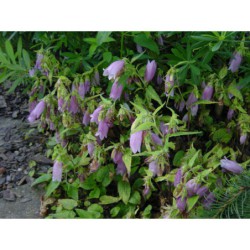 Campanula punctata - zvonek