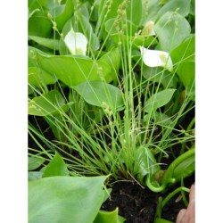 Carex cinerea - ostřice