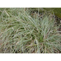 Carex conica Variegata - ostřice