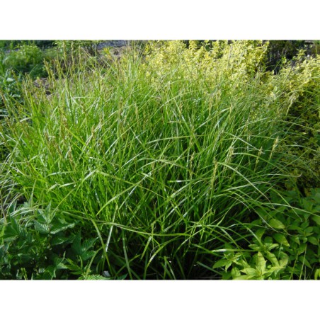 Carex muscingumensis - ostřice