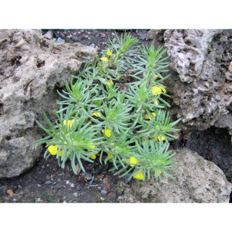 Ajuga chamaepytis - zběhovec trojklaný