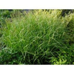 Carex muscingumensis Minima - ostřice