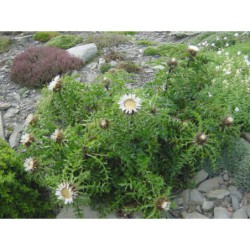 Carlina caulescens - pupava
