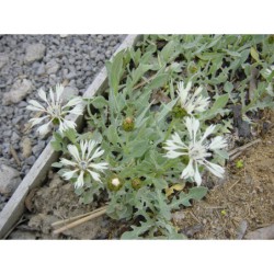 Centaurea canna - chrpa