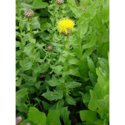 Centaurea macrocephala - chrpa