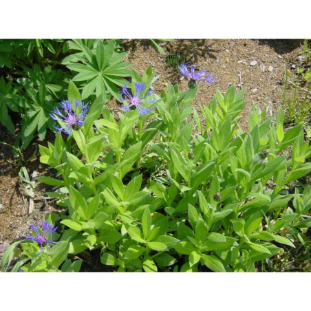 Centaurea montana - chrpa