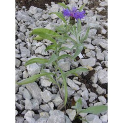 Centaurea triumfettii glauca - chrpa