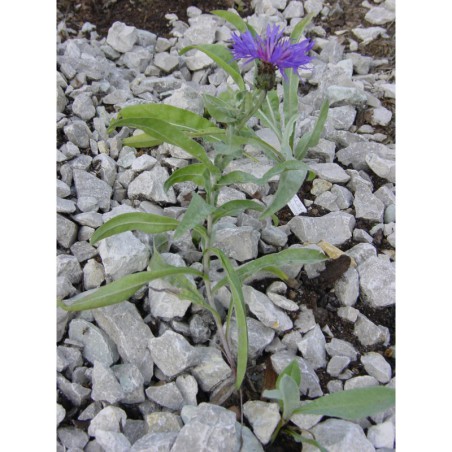 Centaurea triumfettii glauca - chrpa