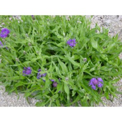 Centaurea triumfettii glauca - chrpa