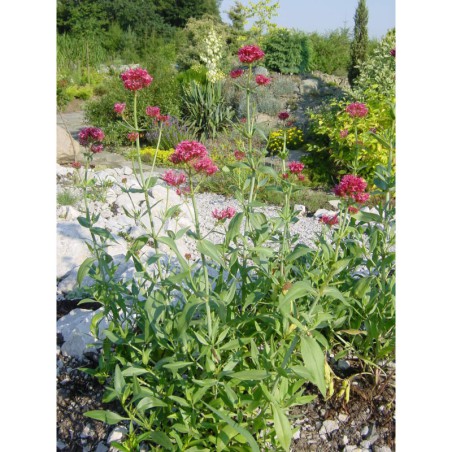 Centranthus ruber - mavuň