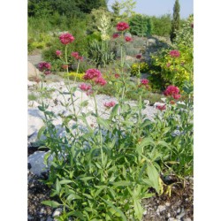 Centranthus ruber - mavuň