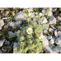 Cerastium alpinum v. Lanatum - rožec