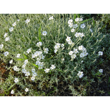 Cerastium biebersteinii - rožec