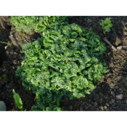 Ajuga pyramidalis Metalica Crispa - zběhovec